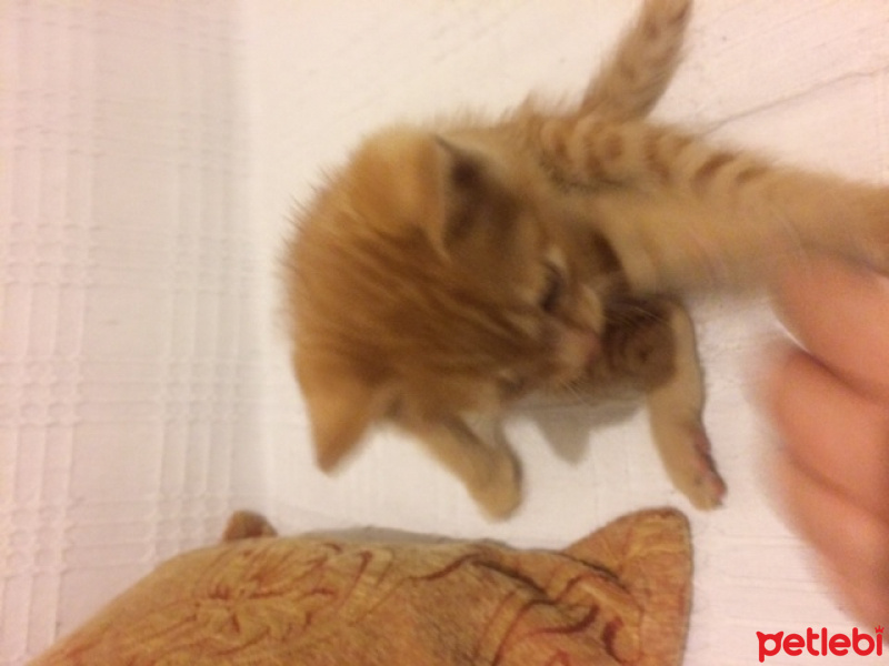 Tekir Kedi, Kedi  kedi fotoğrafı