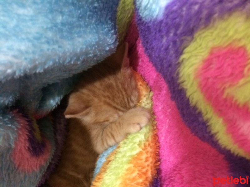 Tekir Kedi, Kedi  kedi fotoğrafı