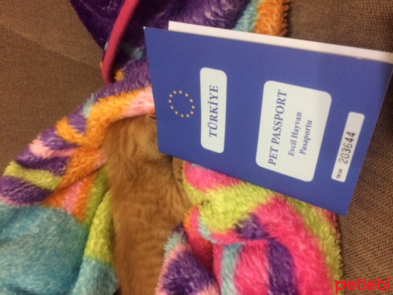 Tekir Kedi, Kedi  kedi fotoğrafı