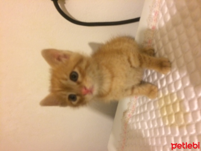 Tekir Kedi, Kedi  kedi fotoğrafı