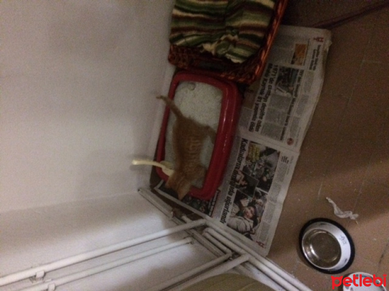 Tekir Kedi, Kedi  kedi fotoğrafı