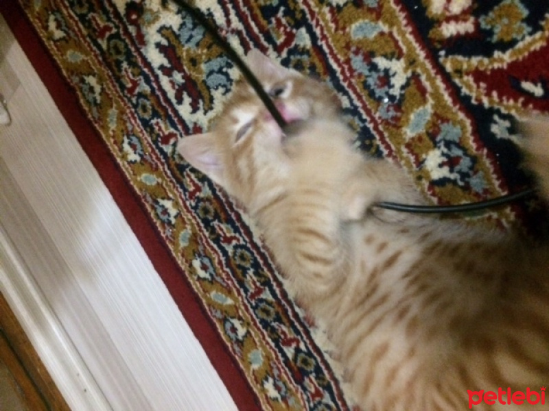 Tekir Kedi, Kedi  kedi fotoğrafı