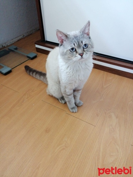 British Shorthair, Kedi  duman fotoğrafı