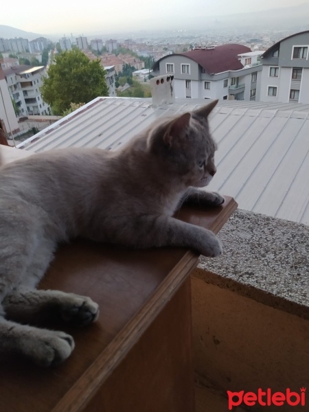 British Shorthair, Kedi  duman fotoğrafı