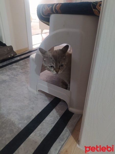 British Shorthair, Kedi  duman fotoğrafı