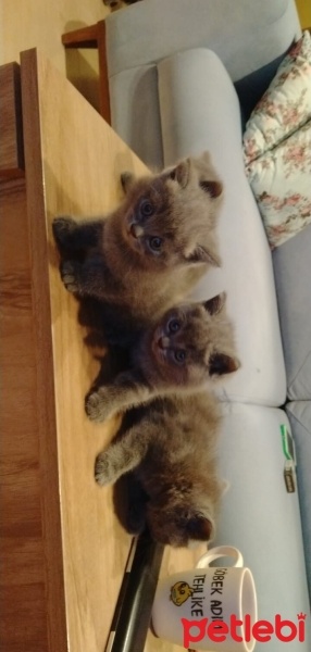 British Shorthair, Kedi  Ponçik fotoğrafı