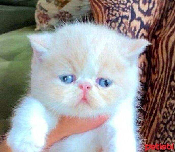 Exotic Shorthair, Kedi  Xanax fotoğrafı