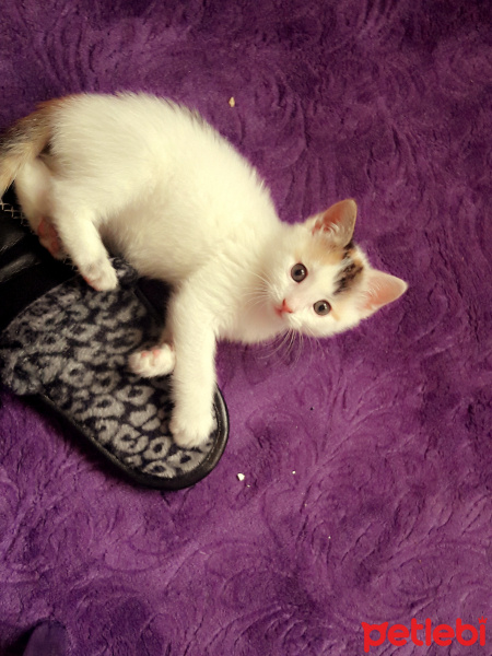 Tekir Kedi, Kedi  Leo fotoğrafı