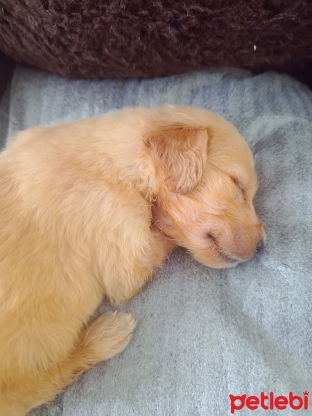 Golden Retriever, Köpek  .. fotoğrafı