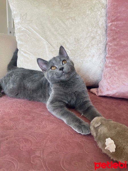 British Shorthair, Kedi  karamella fotoğrafı