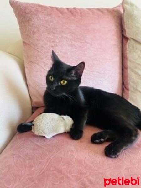 British Shorthair, Kedi  karamella fotoğrafı