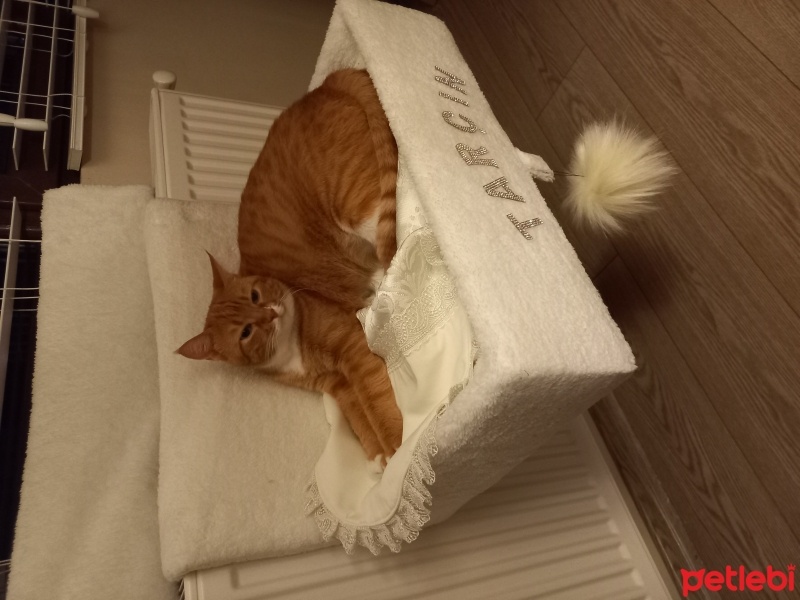 Sarman, Kedi  Tarçın fotoğrafı