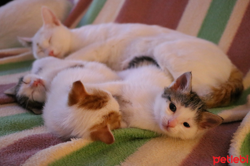 Tekir Kedi, Kedi  bulut fotoğrafı