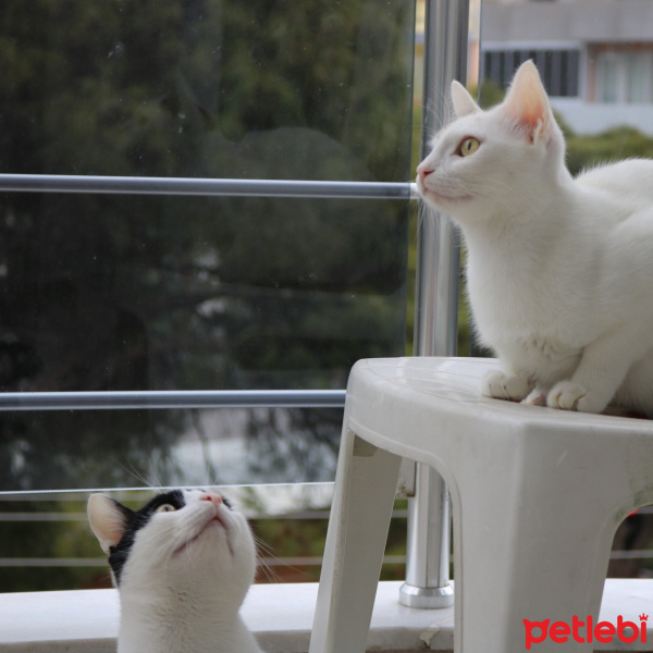 Tekir Kedi, Kedi  bulut fotoğrafı