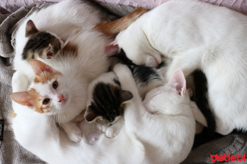 Tekir Kedi, Kedi  bulut fotoğrafı