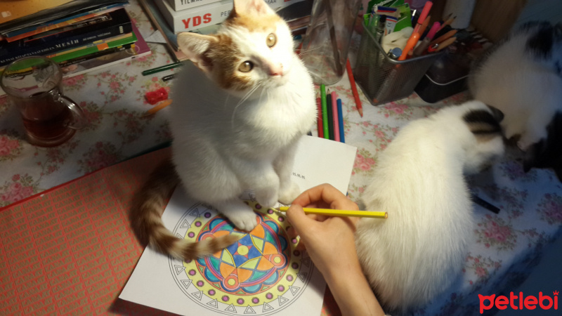 Tekir Kedi, Kedi  bulut fotoğrafı