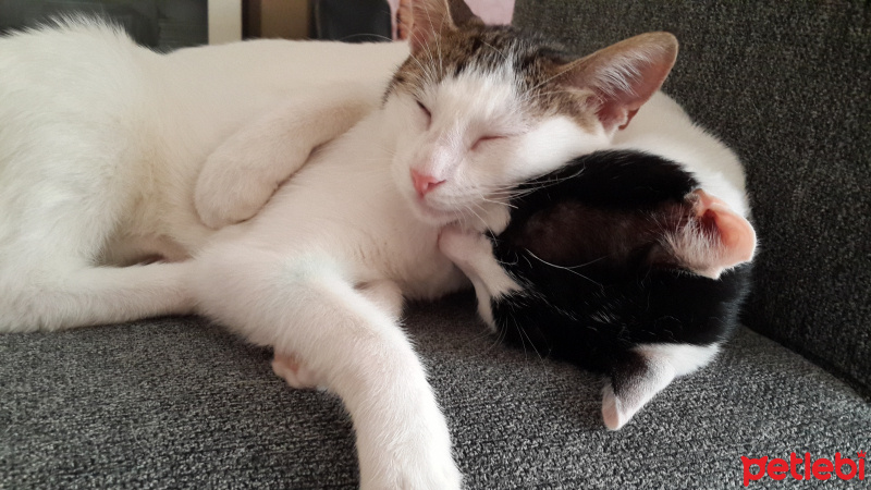 Tekir Kedi, Kedi  bulut fotoğrafı