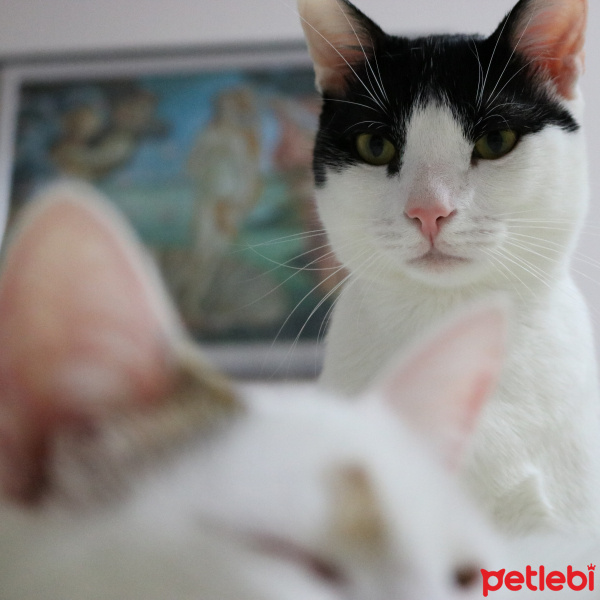 Tekir Kedi, Kedi  bulut fotoğrafı
