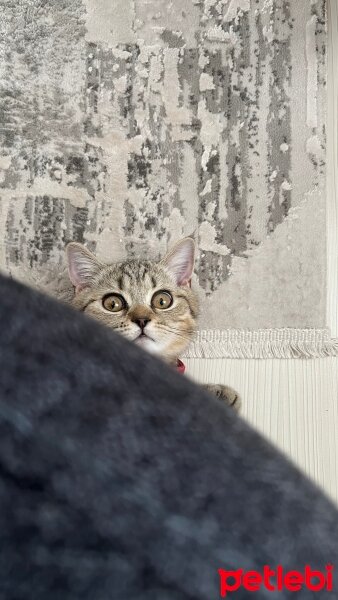 British Shorthair, Kedi  Lia fotoğrafı