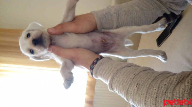 İngiliz Setter, Köpek  21 mart doğumlu 5 erkek ve 4 dişi av köpekleri fotoğrafı