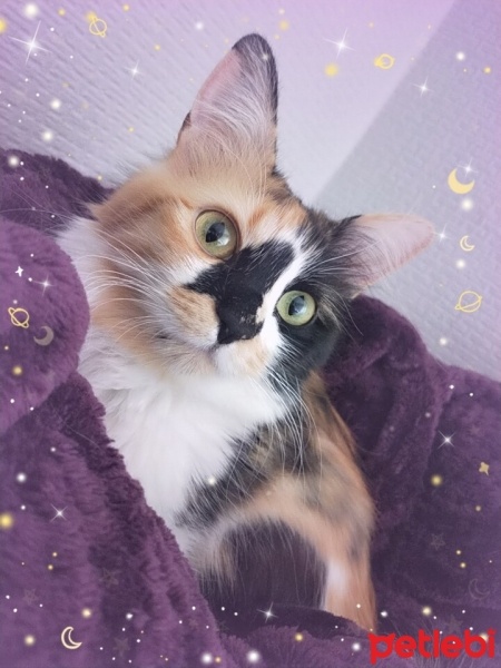 Tekir Kedi, Kedi  İncir fotoğrafı