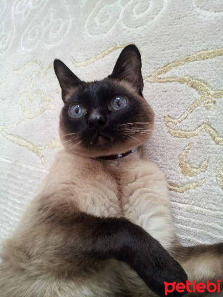 Siyam Kedisi, Kedi  Siyami fotoğrafı