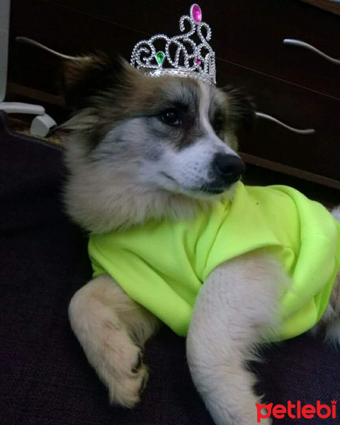 Sokö (Sokak Köpeği), Köpek  MAYa fotoğrafı