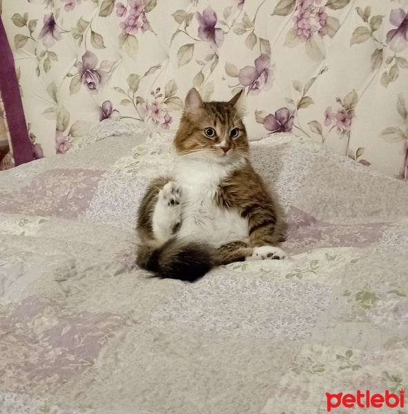 Sibirya Kedisi, Kedi  Eyşan fotoğrafı