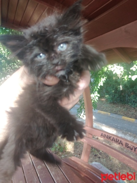 Tekir Kedi, Kedi  Gecem fotoğrafı