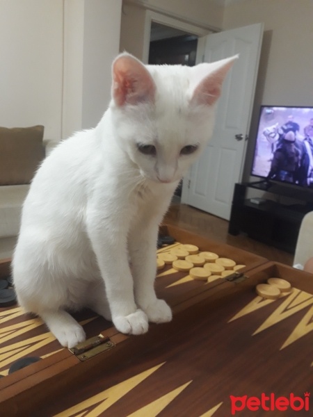 Tekir Kedi, Kedi  pamuk fotoğrafı