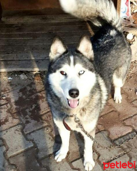 Sibirya Kurdu (Husky), Köpek  Tatlı fotoğrafı