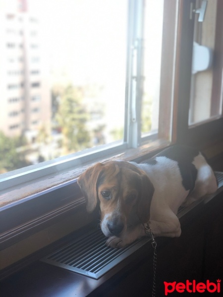 Beagle, Köpek  Dutch fotoğrafı