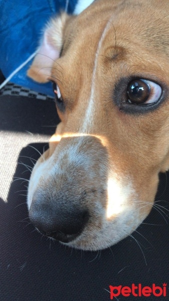 Beagle, Köpek  Dutch fotoğrafı