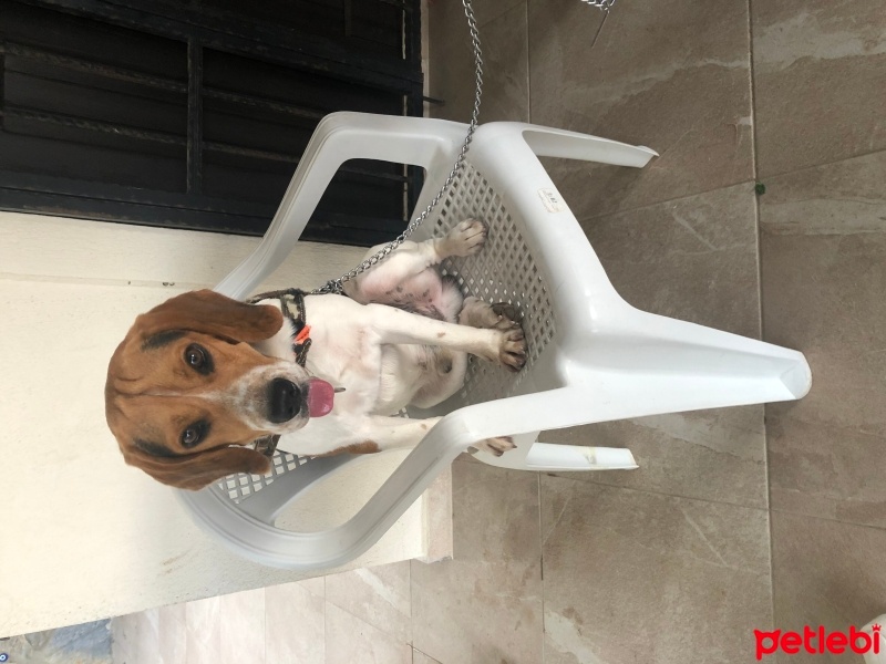 Beagle, Köpek  Dutch fotoğrafı