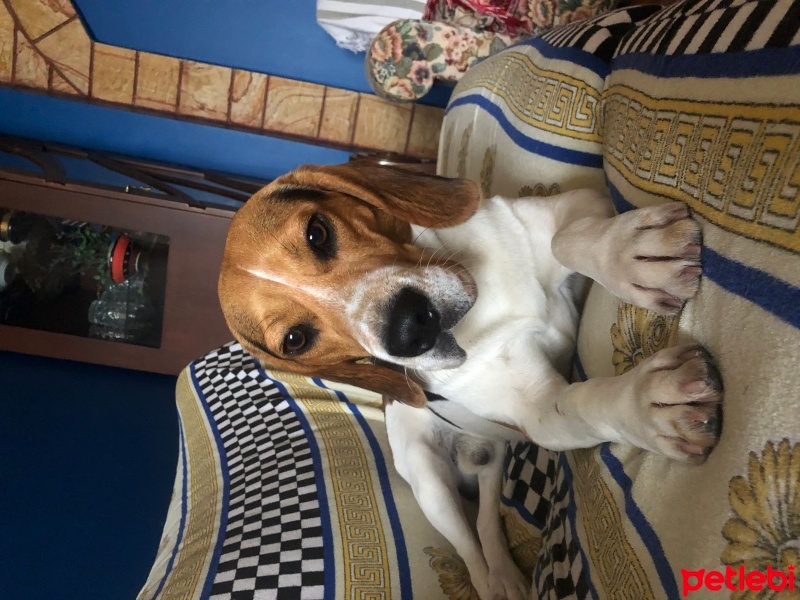 Beagle, Köpek  Dutch fotoğrafı