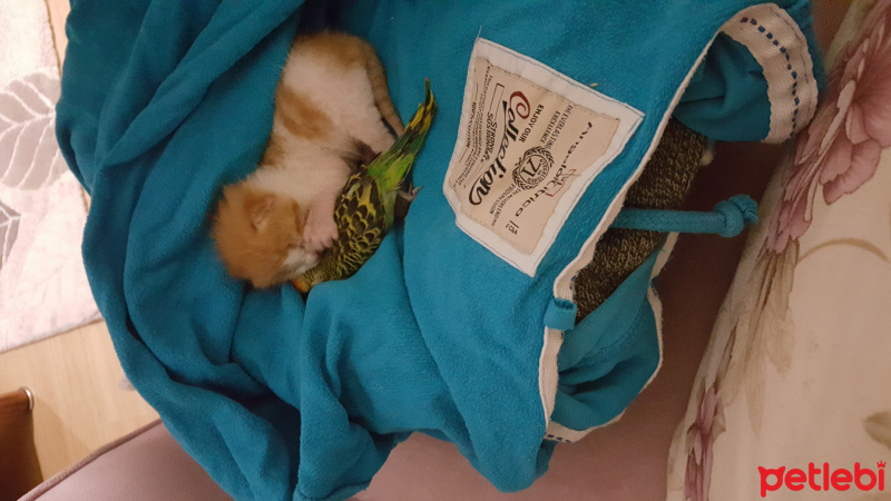 Savannah, Kedi  Dudu fotoğrafı