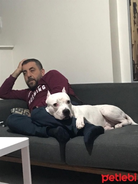 Dogo Arjantin, Köpek  sayko fotoğrafı