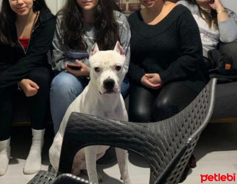 Dogo Arjantin, Köpek  sayko fotoğrafı
