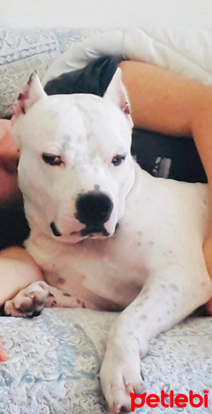 Dogo Arjantin, Köpek  sayko fotoğrafı