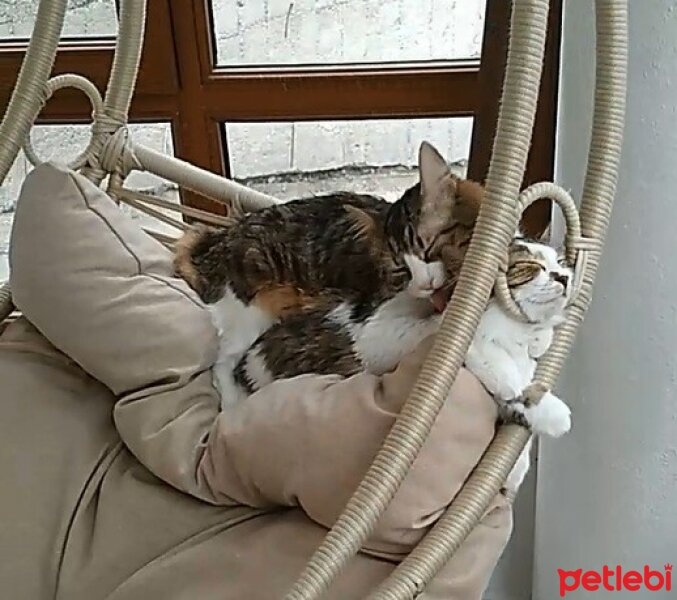 Tekir Kedi, Kedi  Missy fotoğrafı