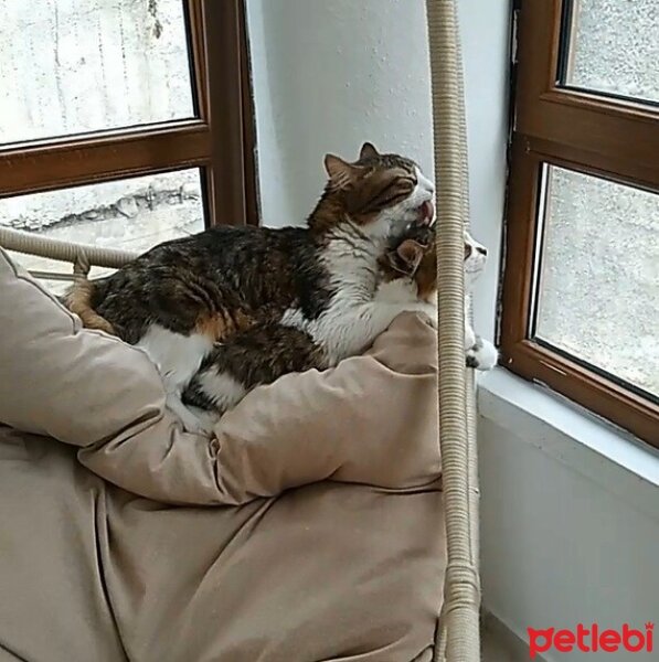 Tekir Kedi, Kedi  Missy fotoğrafı