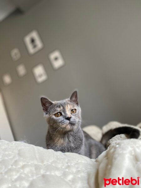 British Shorthair, Kedi  Balım fotoğrafı