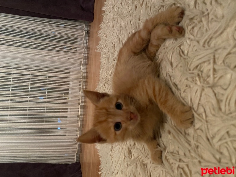 Sarman, Kedi  minnoş fotoğrafı