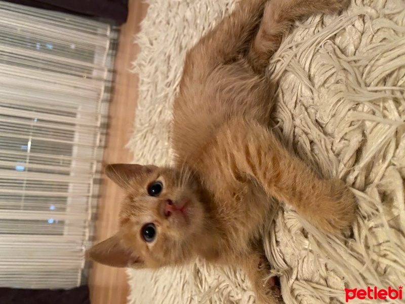 Sarman, Kedi  minnoş fotoğrafı