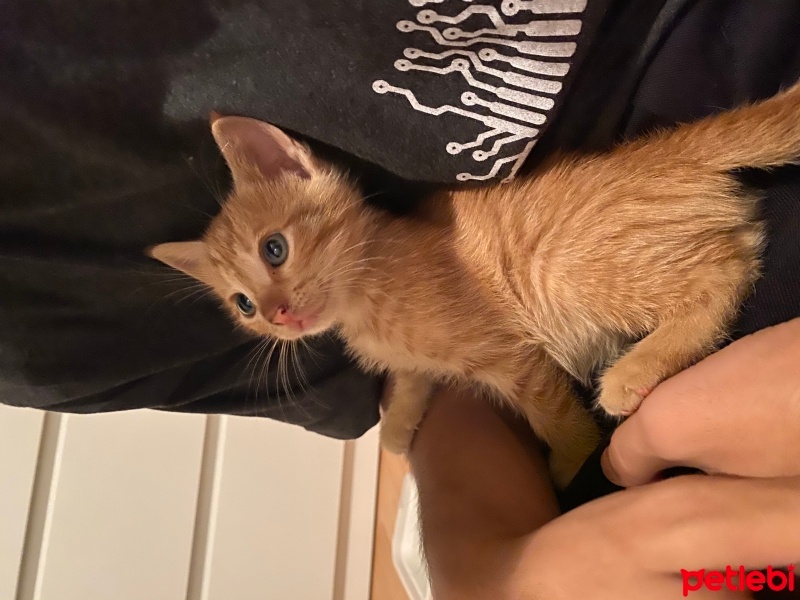 Sarman, Kedi  minnoş fotoğrafı