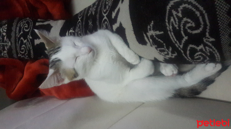 Tekir Kedi, Kedi  yoda fotoğrafı