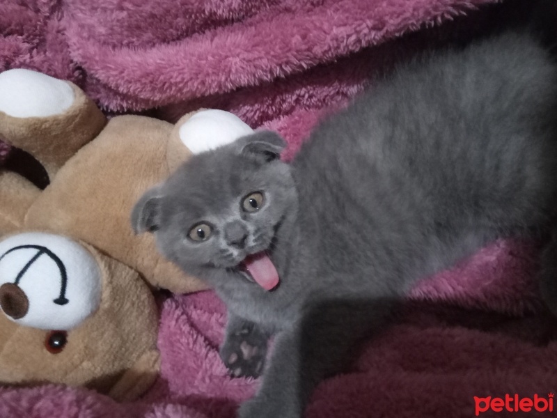Scottish Fold, Kedi  Izy fotoğrafı