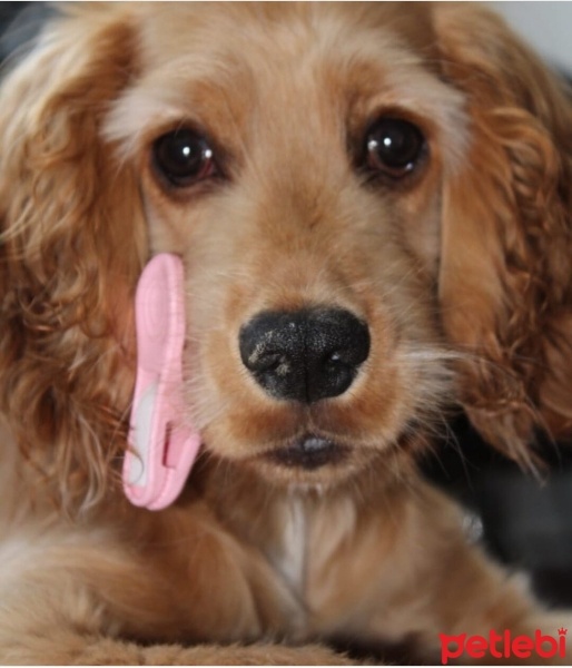 Amerikan Cocker Spaniel, Köpek  Ponçik fotoğrafı