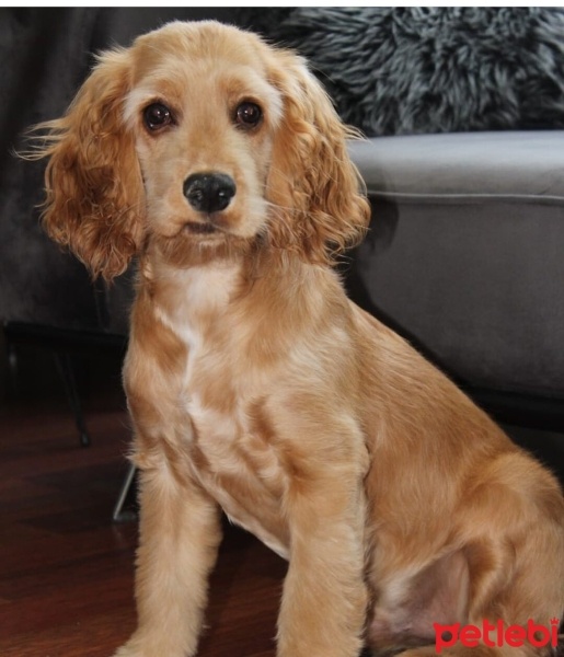 Amerikan Cocker Spaniel, Köpek  Ponçik fotoğrafı