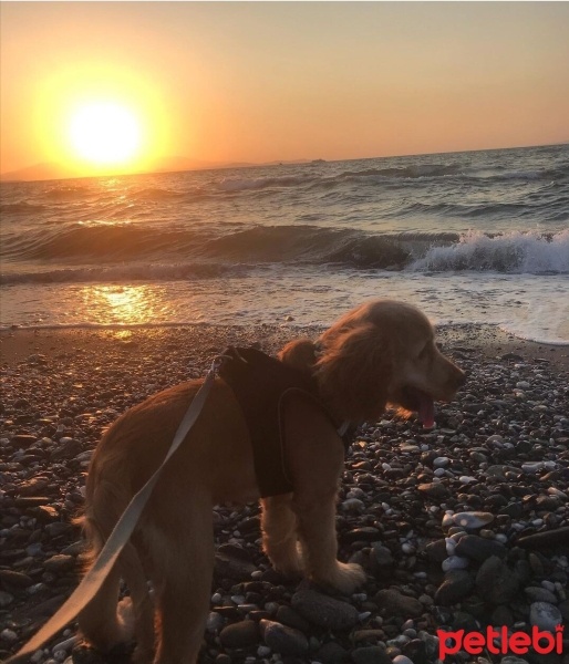 Amerikan Cocker Spaniel, Köpek  Ponçik fotoğrafı